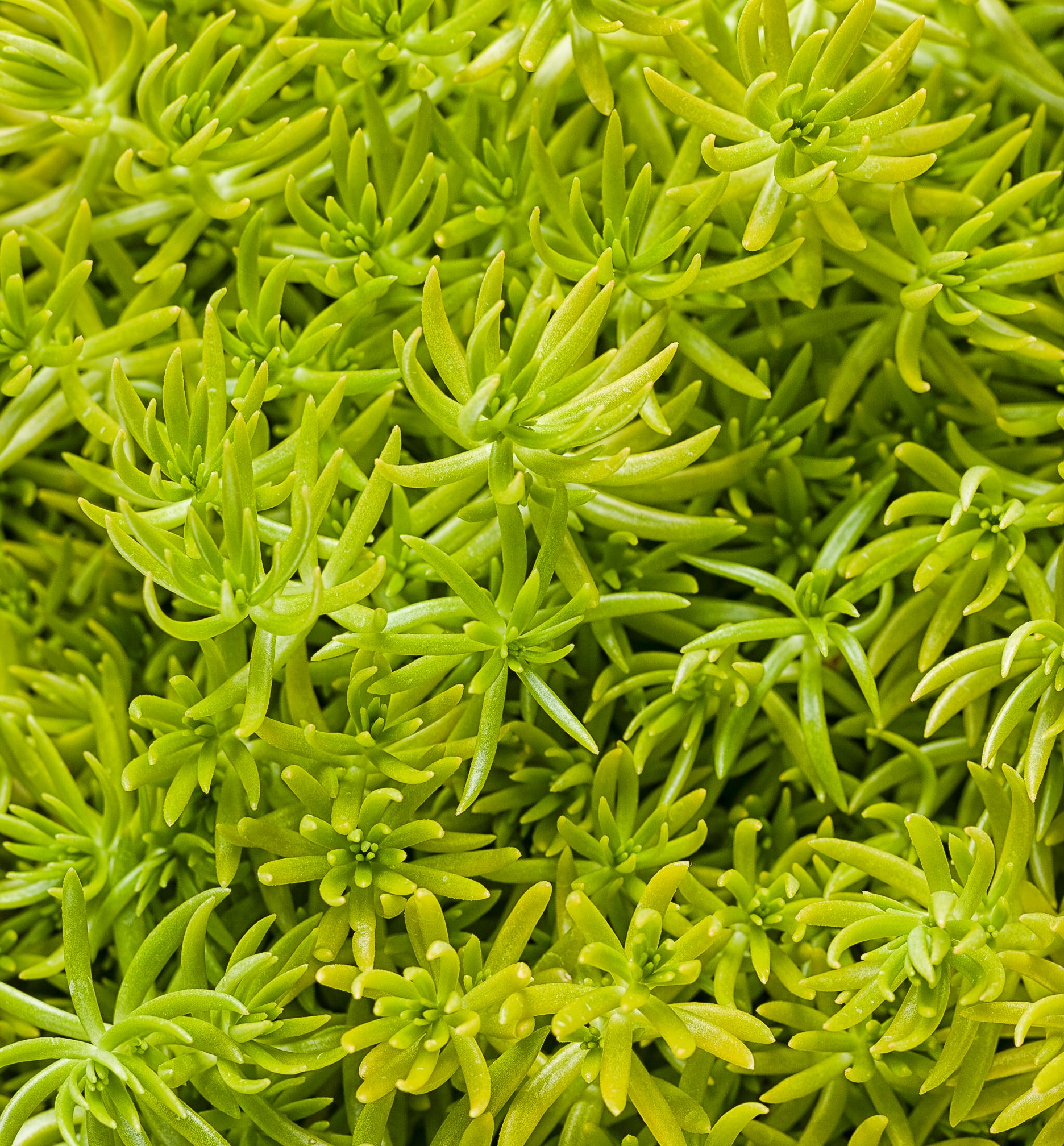 Lemon Coral® Stonecrop | Natorp's Online Plant Store