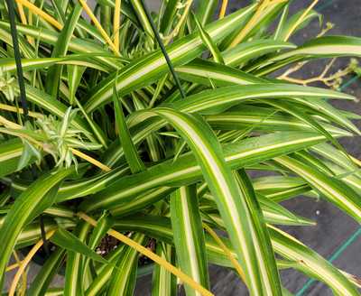 best time to plant grass seed in california California Native No Mow Grass Seed Mixture