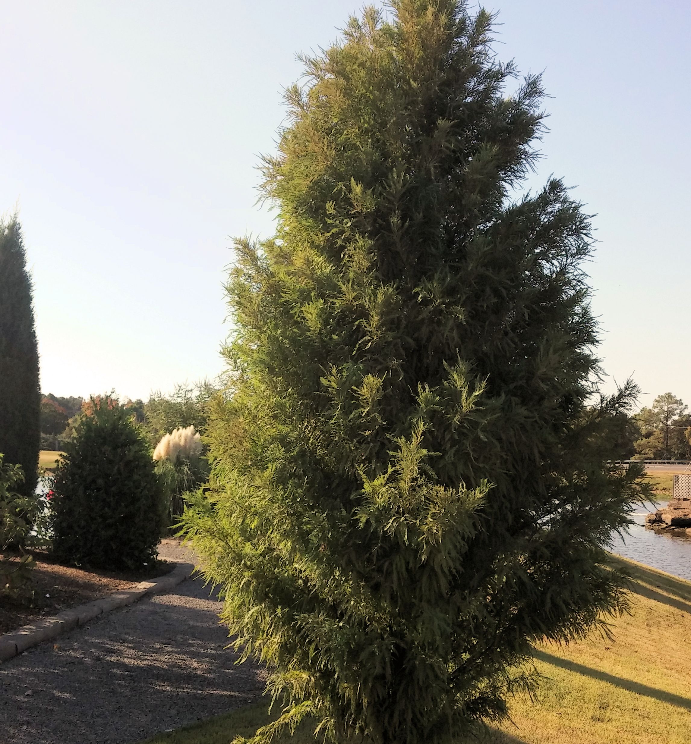 Lindseys Skyward™ Bald Cypress Natorps Online Plant Store