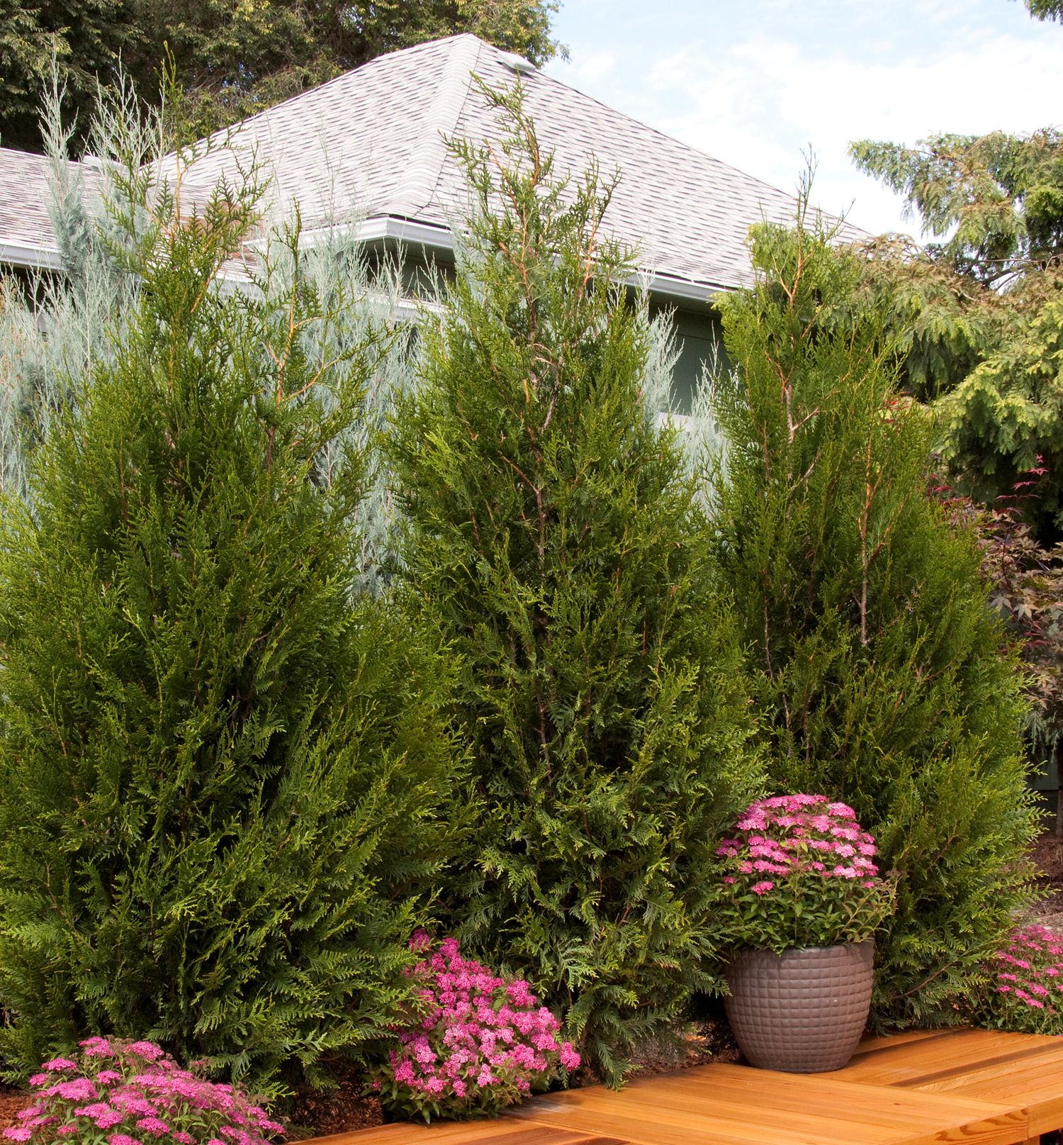 Green Sport Western Arborvitae Natorp�s Online Plant Store