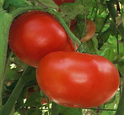 plants tomato star jet natorp plant