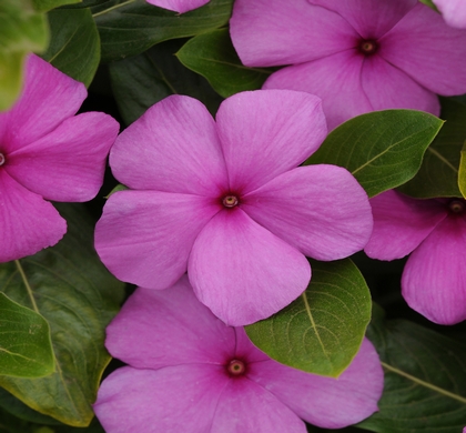 Titan Lilac Periwinkle Natorp #39 s Online Plant Store Titan Lilac Periwinkle Natorp #39 s Online Plant Store