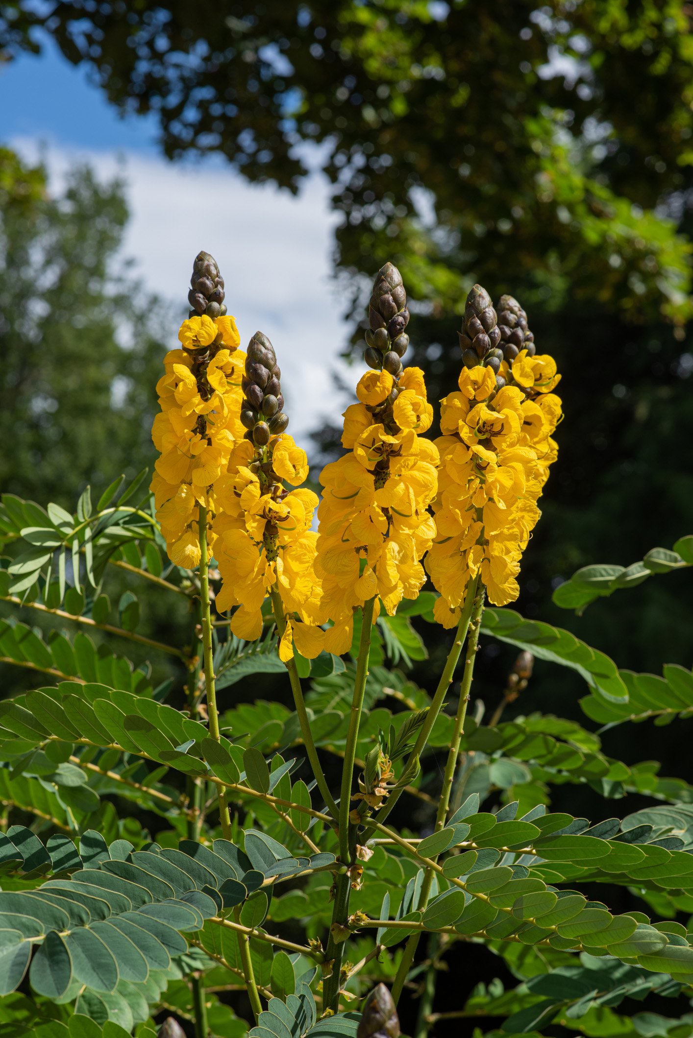 Popcorn Cassia Natorp S Online Plant Store