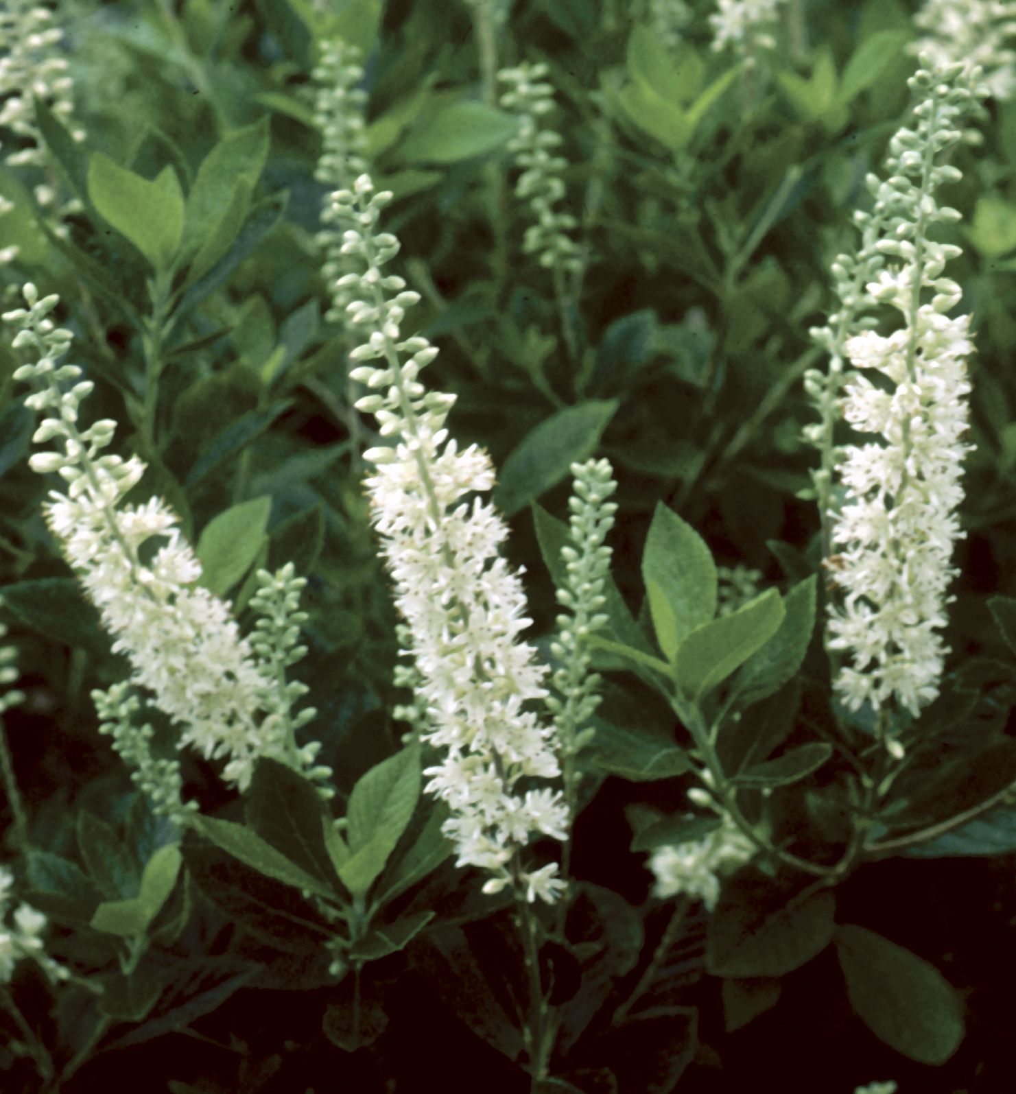 Sixteen Candles Summersweet | Natorp's Online Plant Store