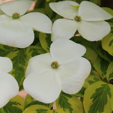 Celestial Shadow Dogwood | Natorp's Online Plant Store