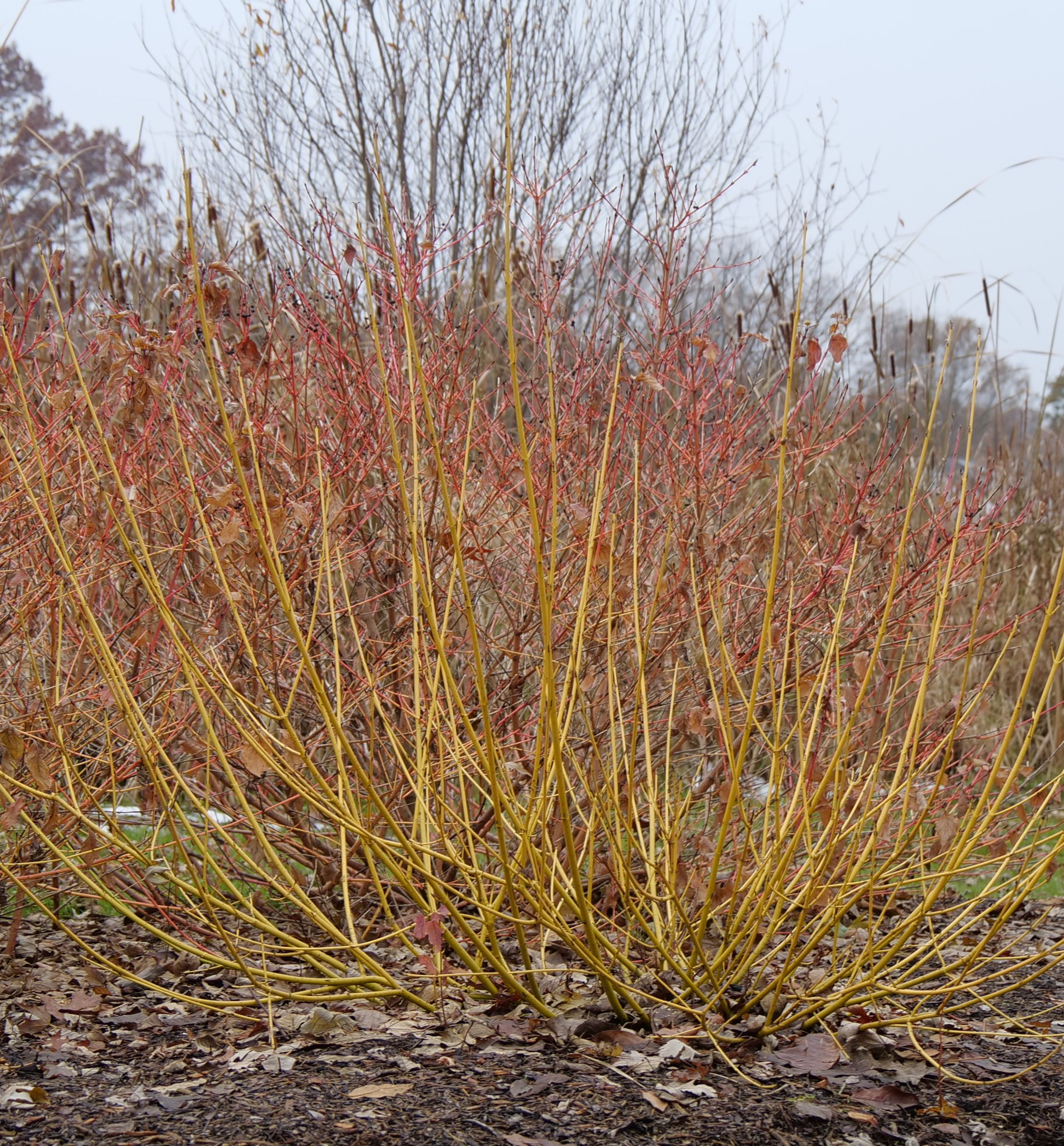 Arctic Fire Yellow Twig Dogwood | Natorp's Online Plant Store
