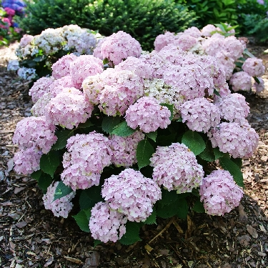 Hydrangea4936　1001 jetstream-oakleaf-hydrangea-