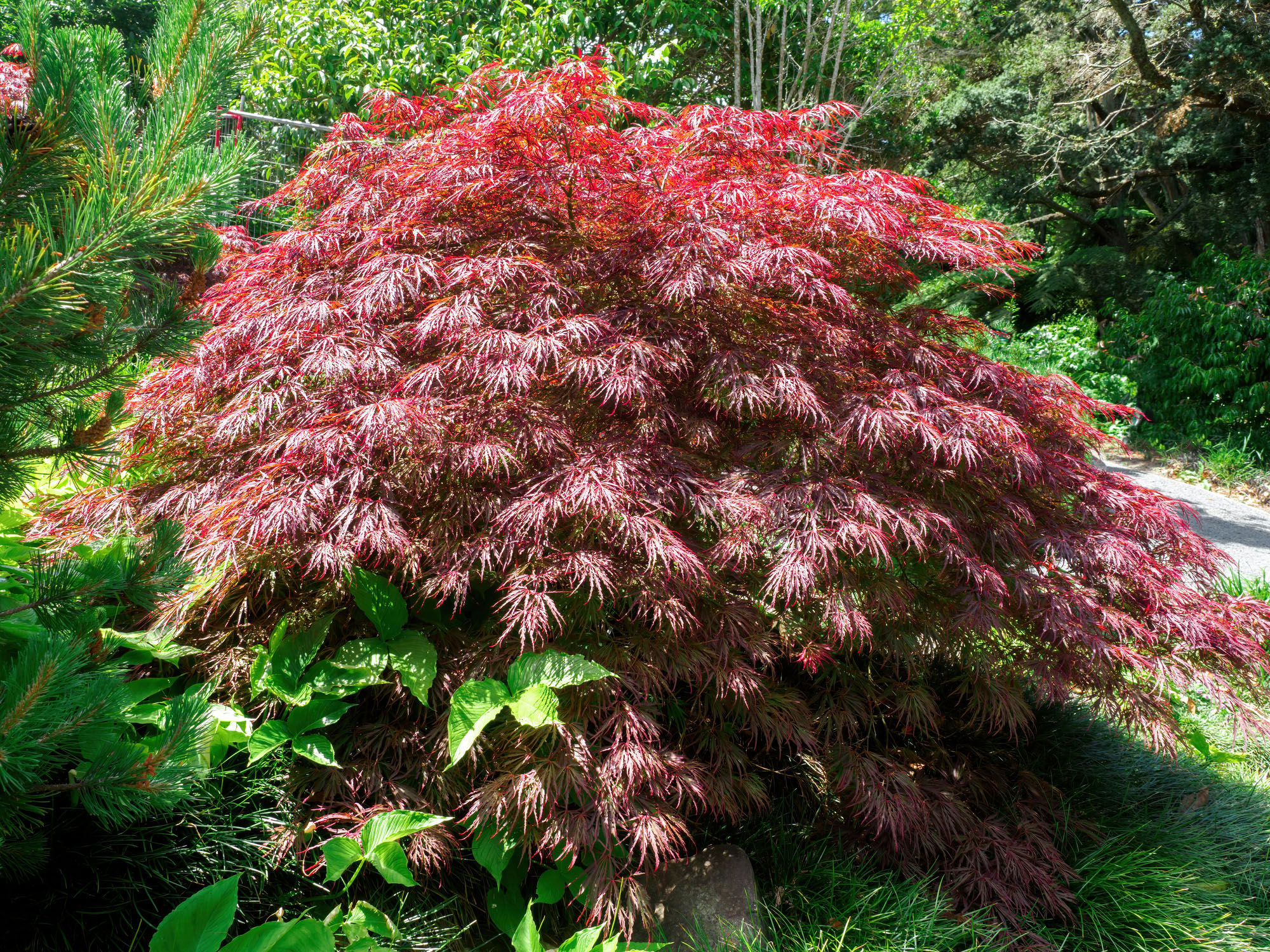 Crimson Queen Japanese Maple | Natorp's Online Plant Store