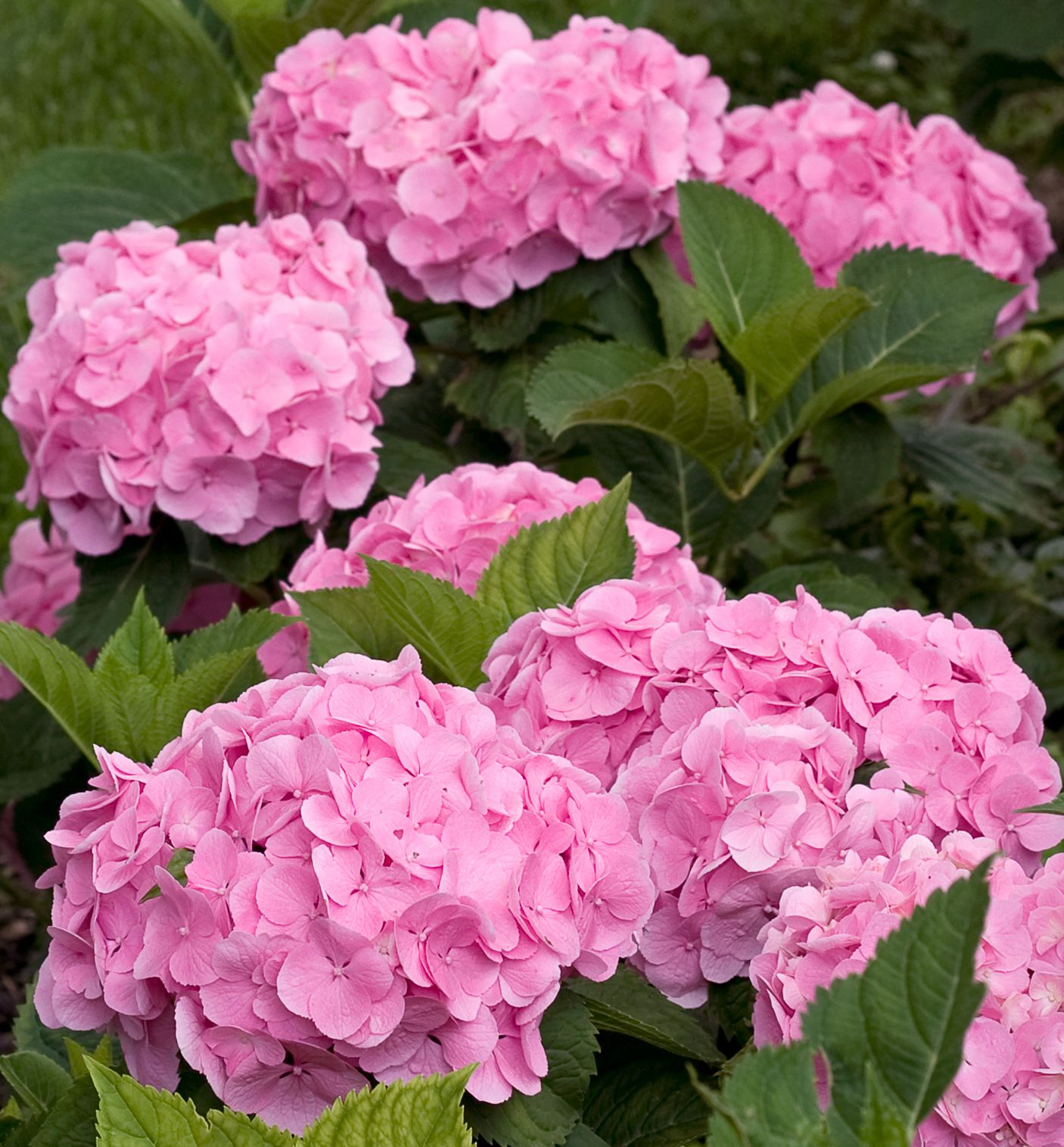 Let's Dance Big Easy Hydrangea Natorp's Online Plant Store