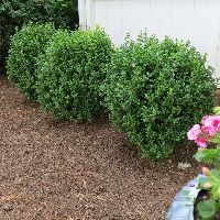 Newgen Freedom® Boxwood 