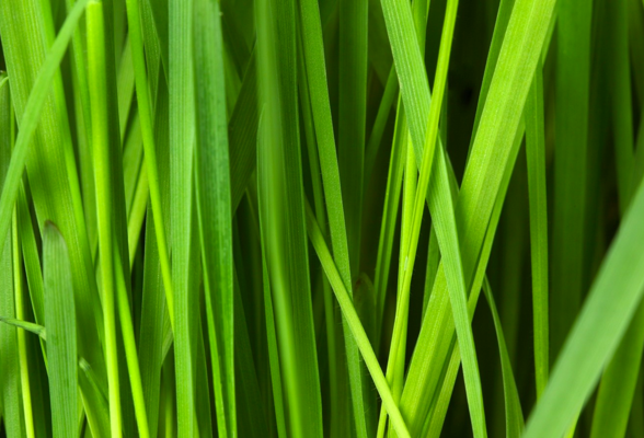 Grass Category