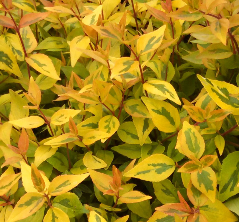 Kaleidoscope Abelia | Natorp's Online Plant Store