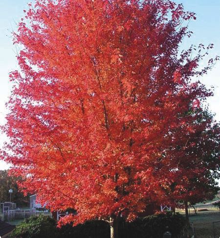 Autumn Flame Scarlet Maple | Natorp's Online Plant Store