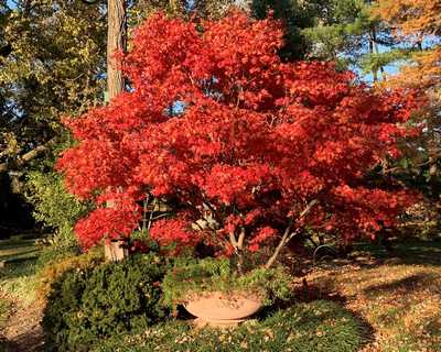 Bloodgood Japanese Maple | Natorp's Online Plant Store