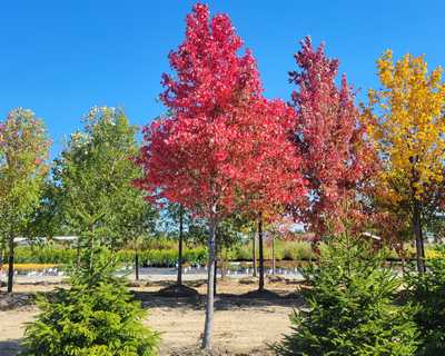 Redpointe® Red Maple | Natorp's Online Plant Store