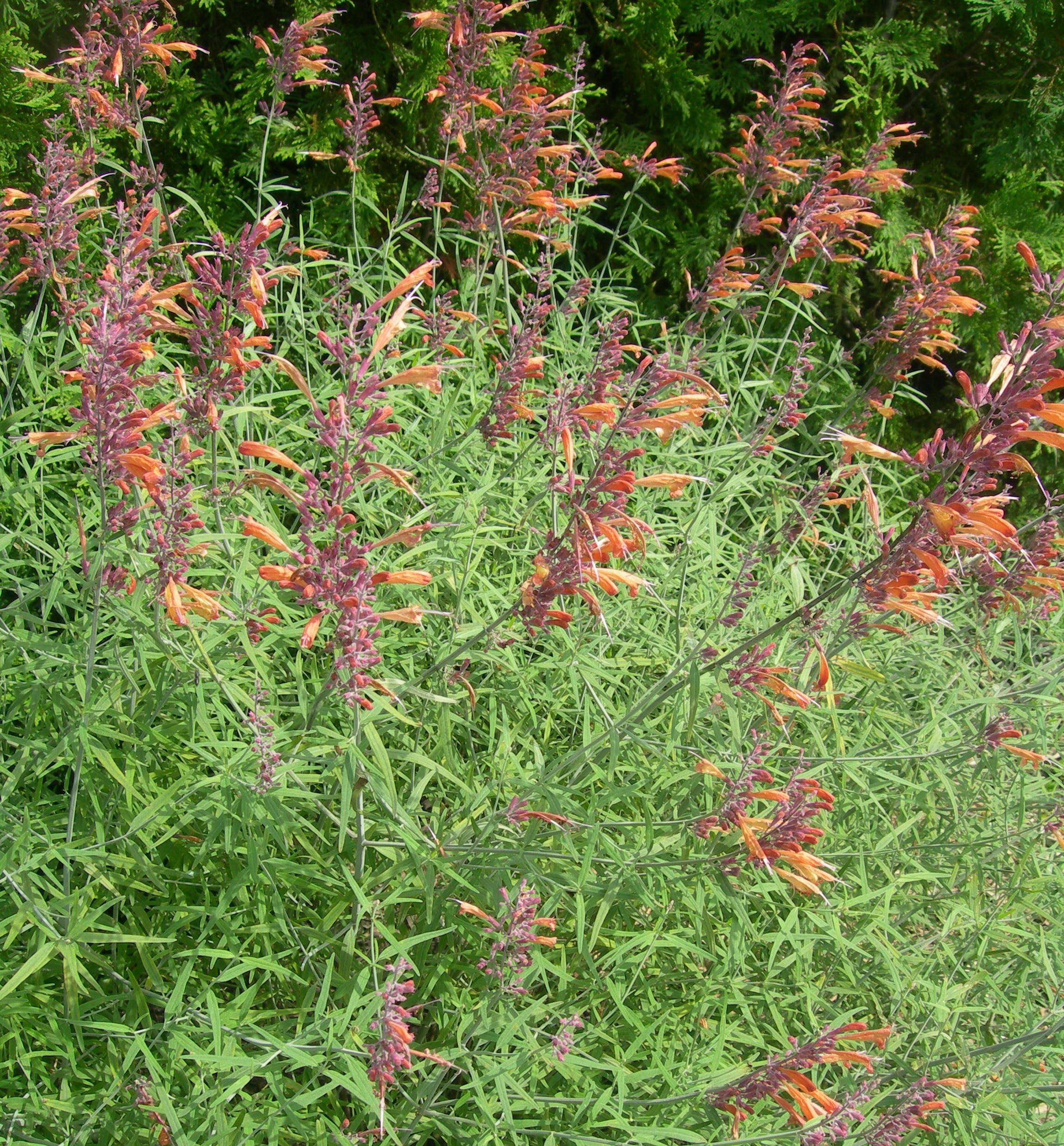 Sunset Hyssop (Threadleaf Giant) | Natorp's Online Plant Store