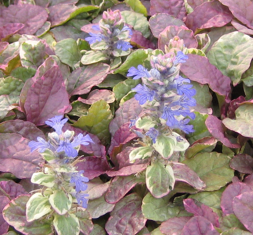 Burgundy Glow Bugleweed | Natorp's Online Plant Store