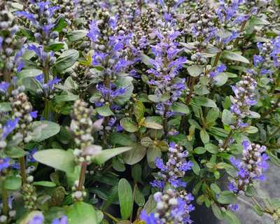 Chocolate Chip Bugleweed | Natorp's Online Plant Store