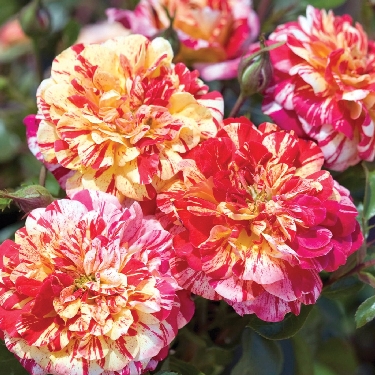 All American Magic™ Rose | Natorp's Online Plant Store