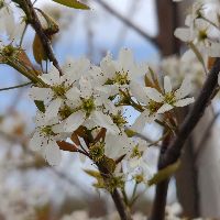 Lustre Serviceberry Tree Form | Natorp's Online Plant Store