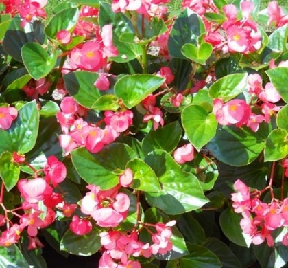 Whopper Green Rose Fibrous Begonia | Natorp's Online Plant Store