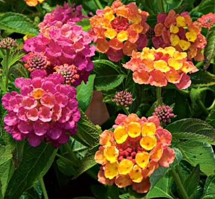 Landmark Rose Sunrise Lantana | Natorp's Online Plant Store