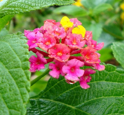 Little Lucky™ Hot Pink Lantana | Natorp's Online Plant Store