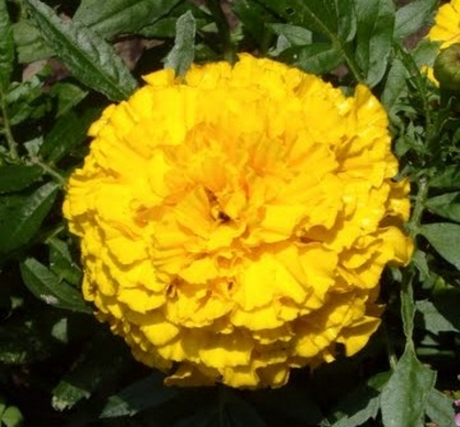 Taishan Yellow Marigold | Natorp's Online Plant Store