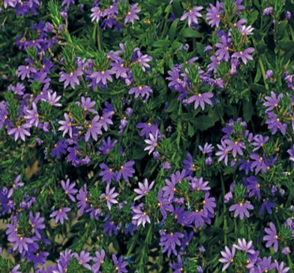 Bombay Dark Blue Scaevola | Natorp's Online Plant Store