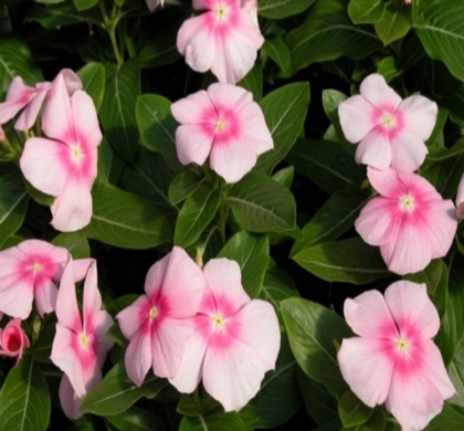 Titan Icy Pink Periwinkle | Natorp's Online Plant Store