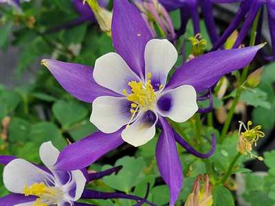 Kirigami™ Deep Blue & White Columbine | Natorp's Online Plant Store