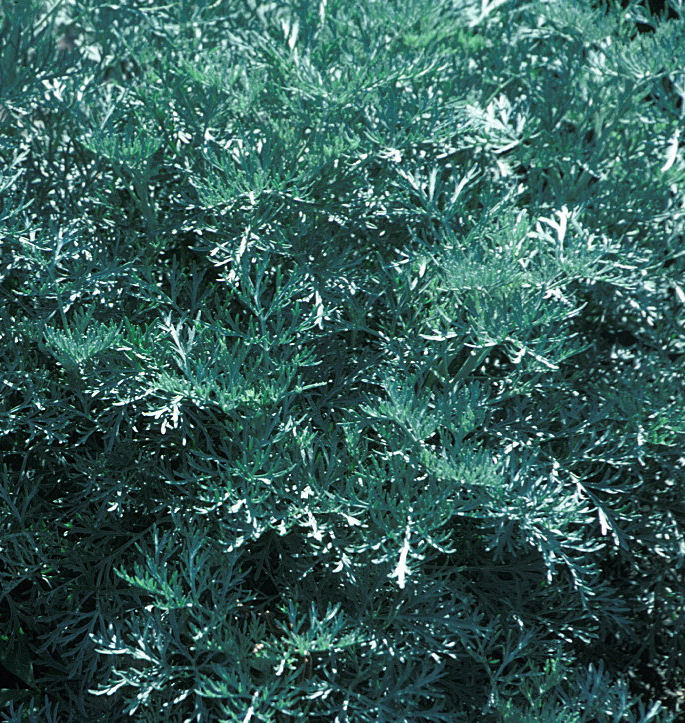 Powis Castle Wormwood | Natorp's Online Plant Store