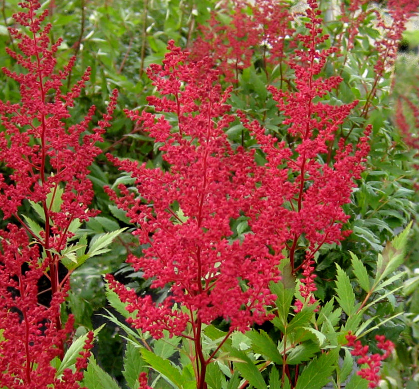 Red Sentinel Astilbe | Natorp's Online Plant Store