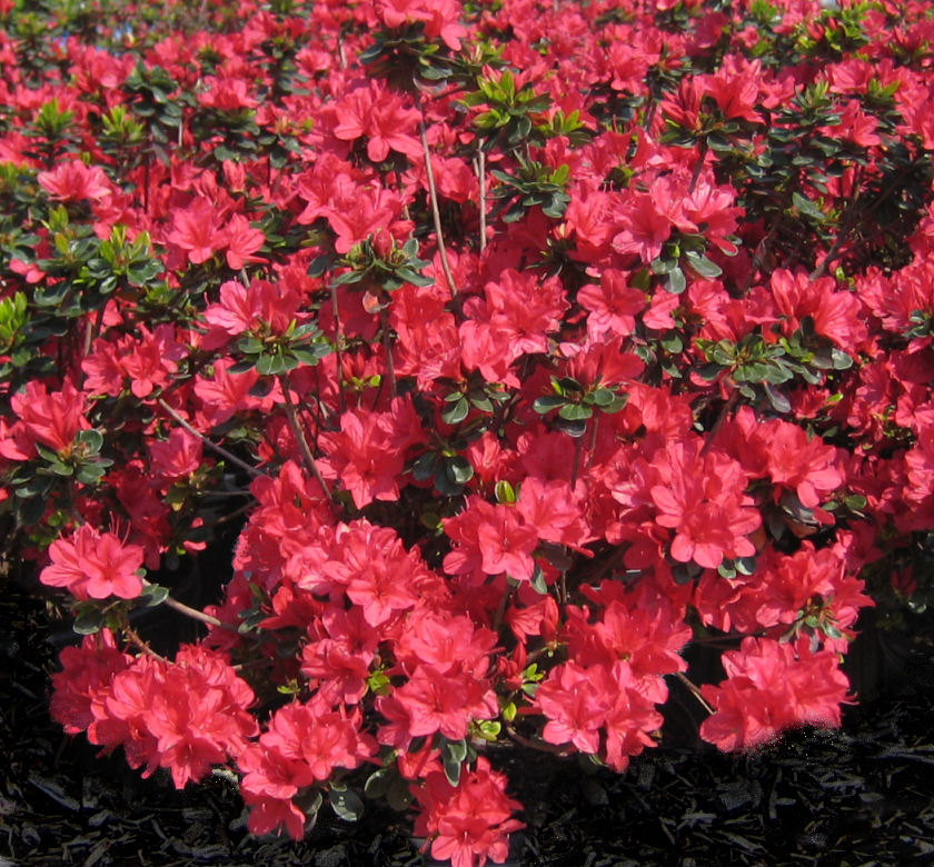 Hino Crimson Azalea | Natorp's Online Plant Store