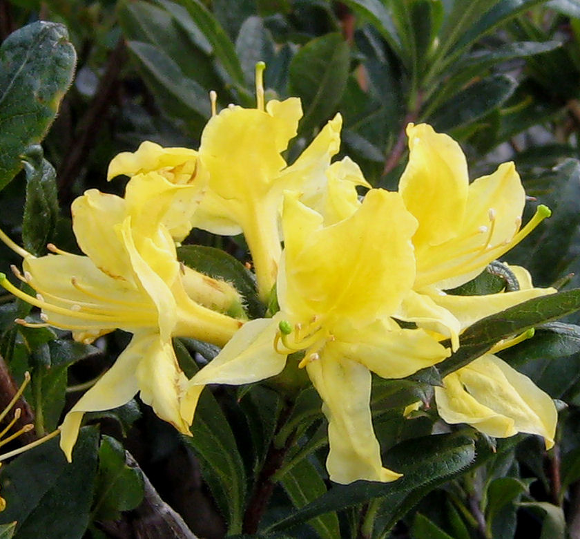 Lemon Lights Azalea (Yellow) | Natorp's Online Plant Store