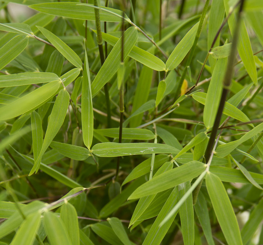 Juizhaigou Clumping Bamboo | Natorp's Online Plant Store