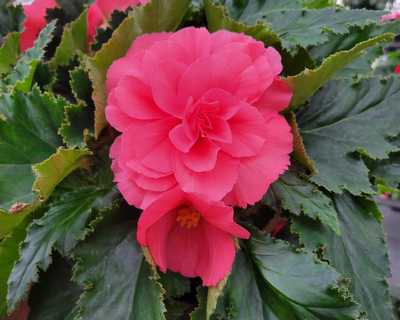 Proven Selections® Proven Selections® No | Natorp's Online Plant Store