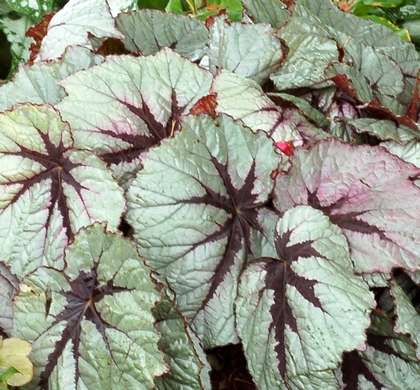 T-Rex First Blush Rex Begonia | Natorp's Online Plant Store