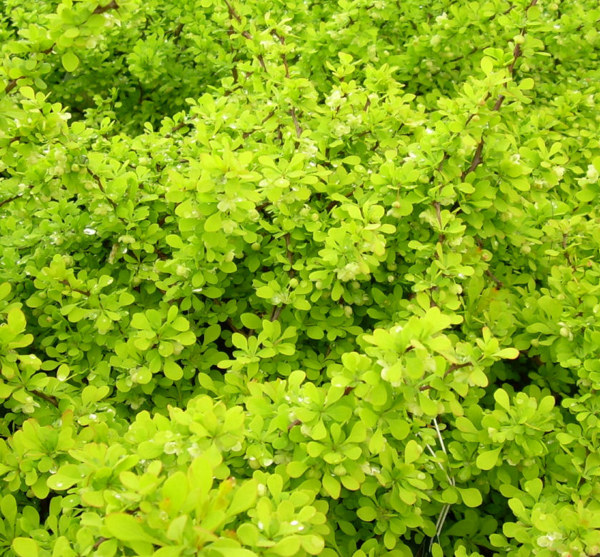 Bonanza Gold Barberry | Natorp's Online Plant Store