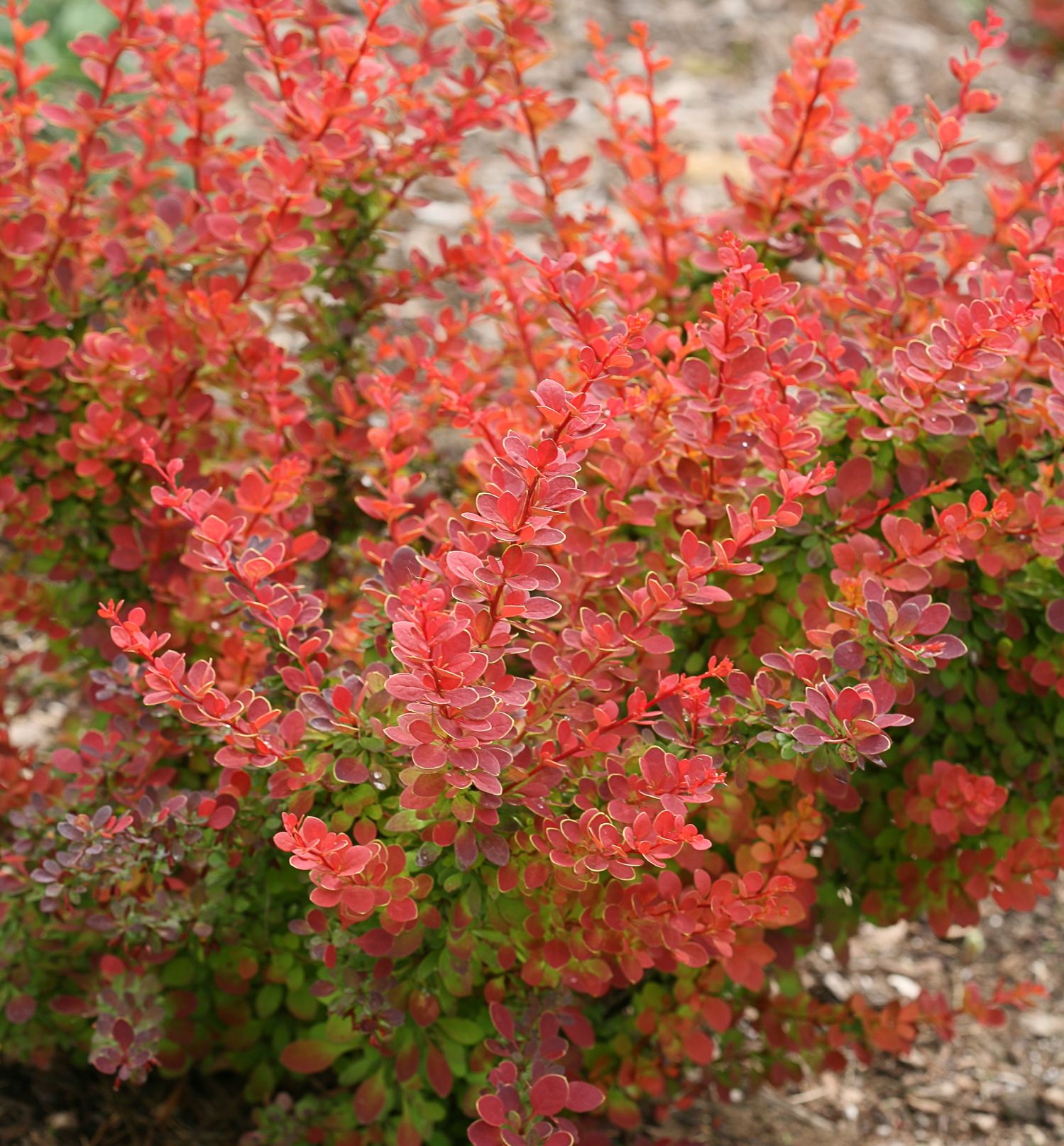 Sunjoy® Tangelo Barberry | Natorp's Online Plant Store