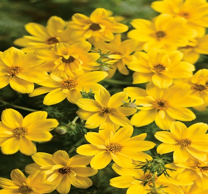 Goldilocks Rocks® Bidens Daisy | Natorp's Online Plant Store