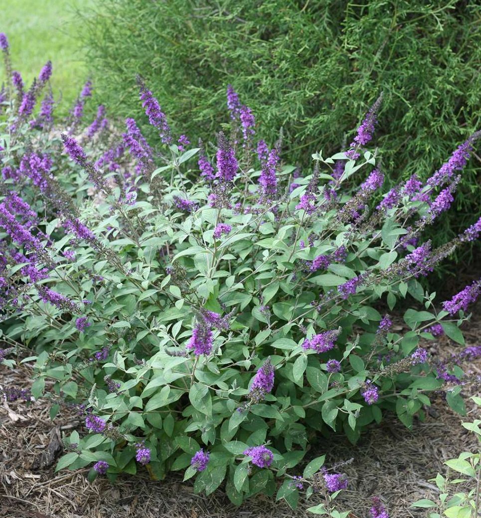 Lo & Behold® Blue Chip Jr Butterfly Bush | Natorp's Online Plant Store