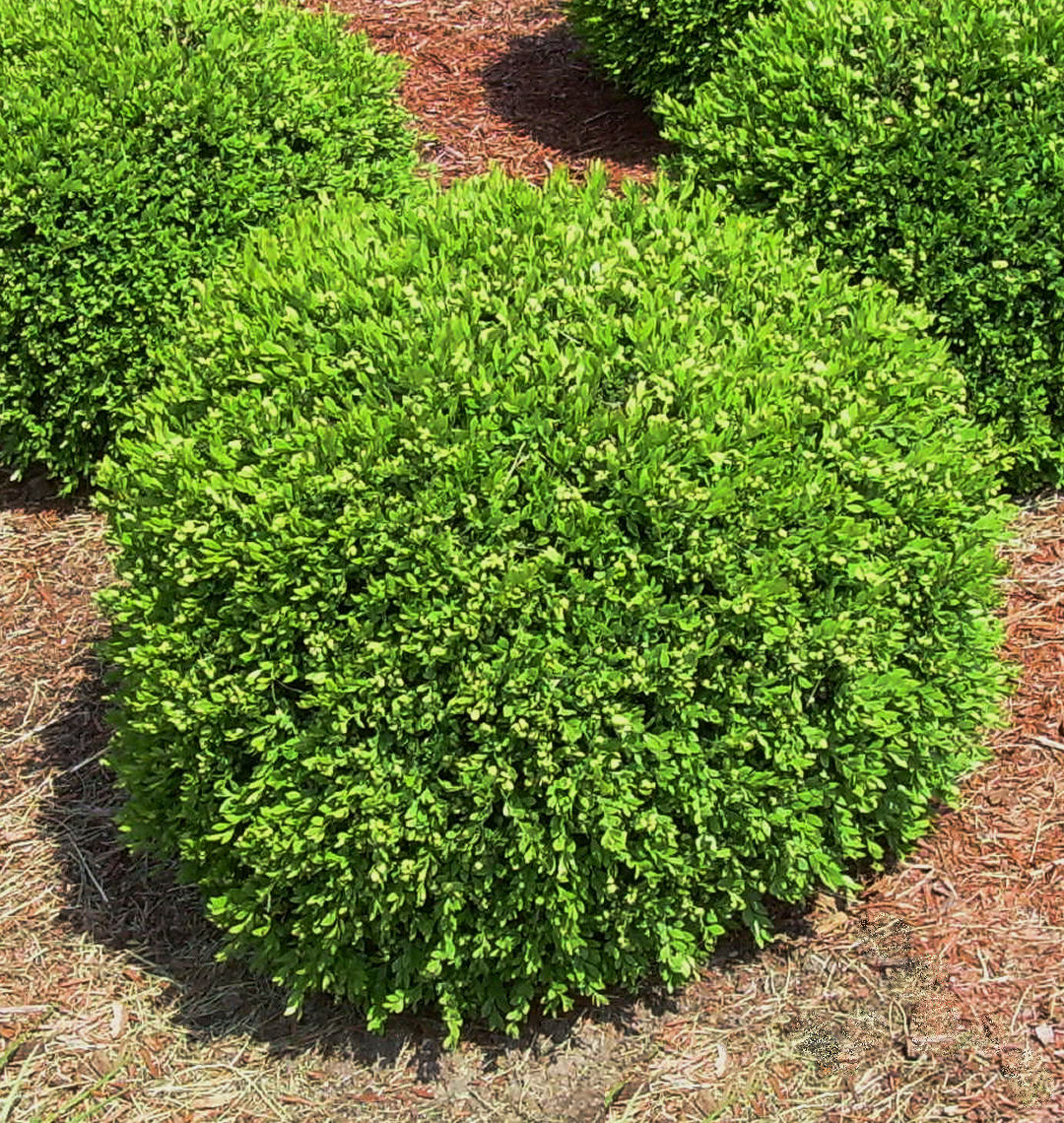 Green Gem Boxwood | Natorp's Online Plant Store