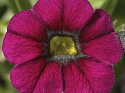 Callie® Burgundy Calibrachoa | Natorp's Online Plant Store