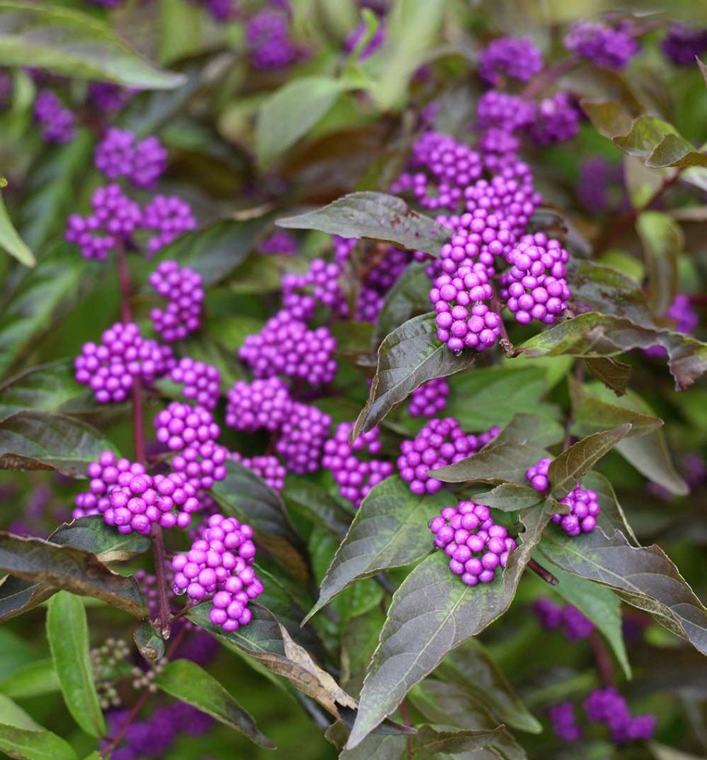 Калликарпа фото и описание кустарника Early Amethyst Beautyberry Natorp's Online Plant Store