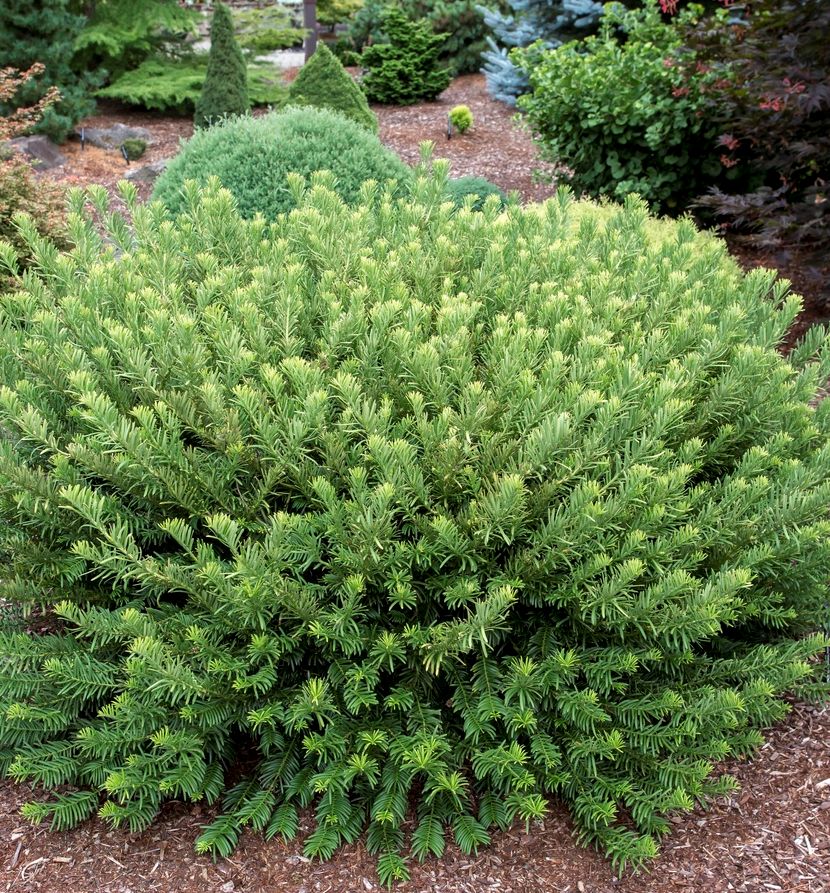 Hedgehog Plum Yew | Natorp's Online Plant Store