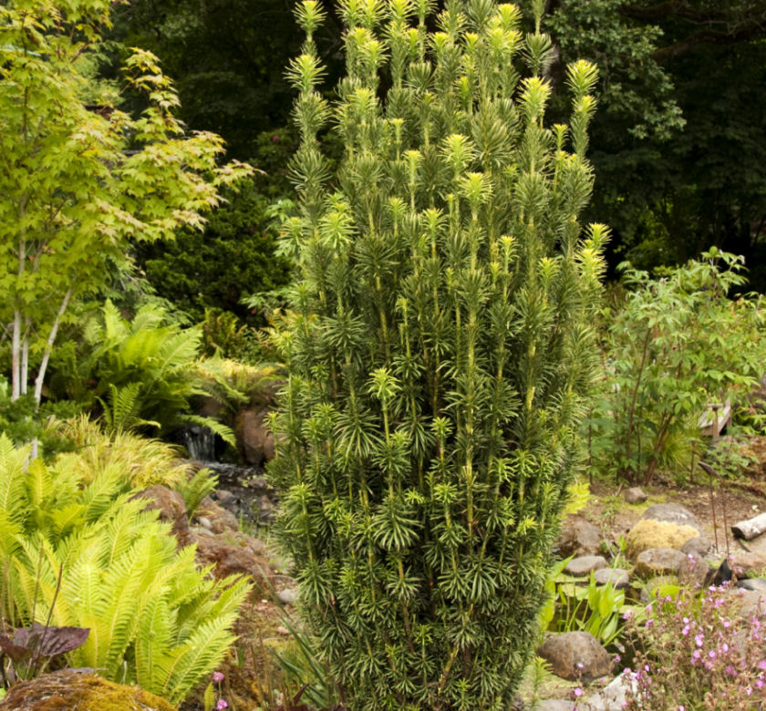 Fastigiate Japanese Plum Yew | Natorp's Online Plant Store