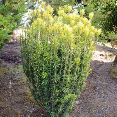 Korean Gold Japanese Plum Yew | Natorp's Online Plant Store