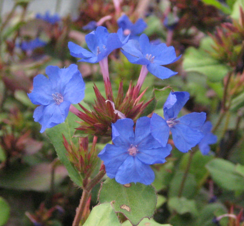 Plumbago | Natorp's Online Plant Store