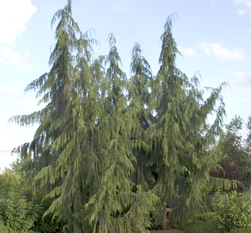 Weeping Alaska Cypress | Natorp's Online Plant Store